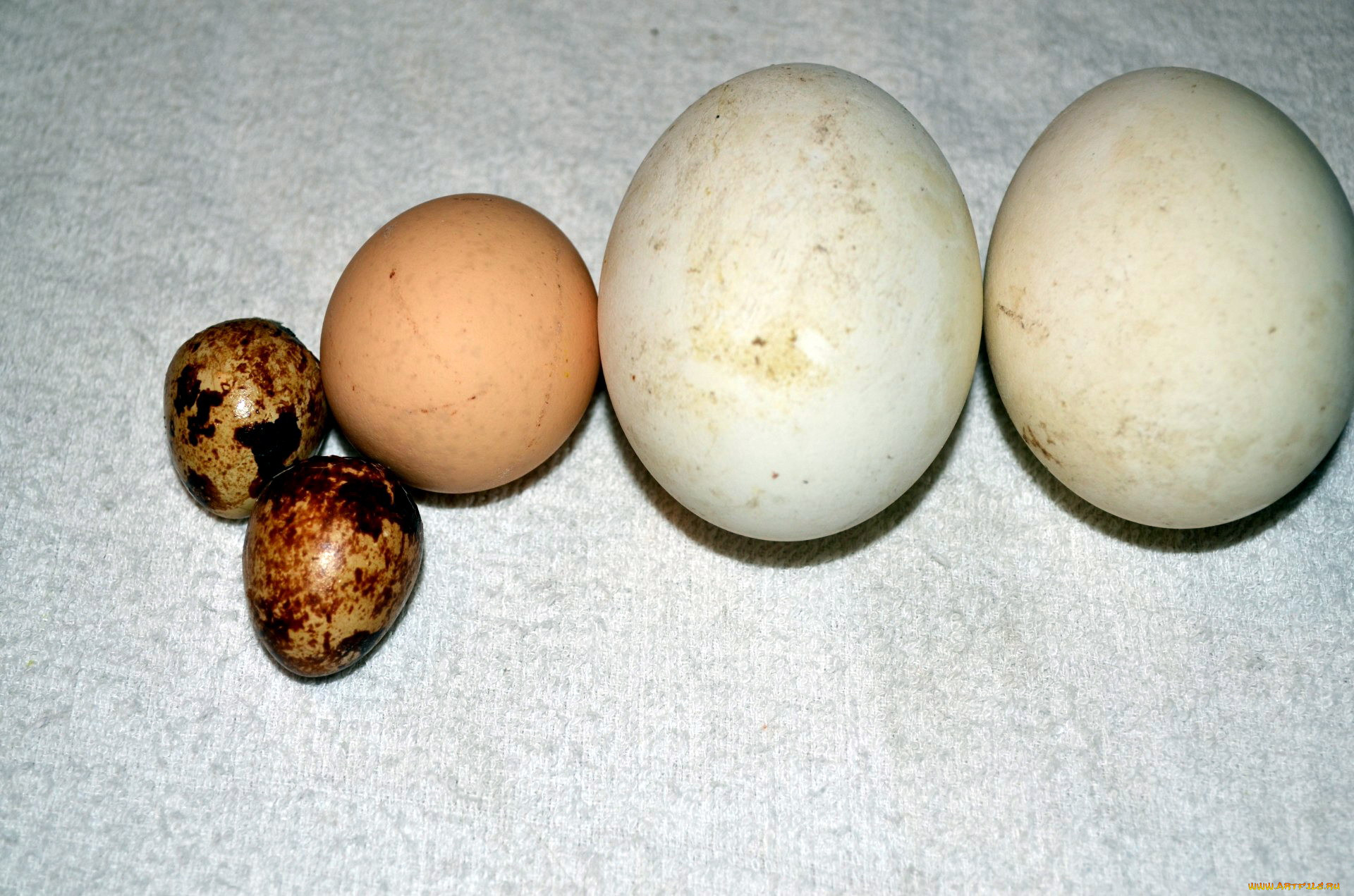 Размер яиц кур. Яйца перепелов Манжуры. Яйцо перепелиное. Куриные и перепелиные яйца. Яйцо курицы и перепелки.